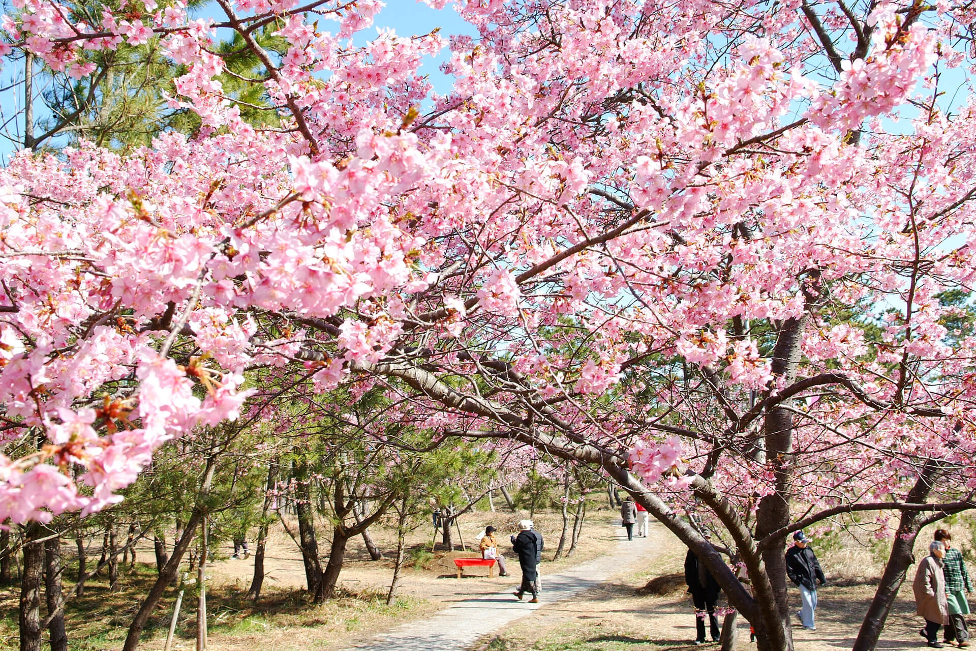 しらこ温泉桜祭り